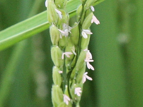 Oryza sativa