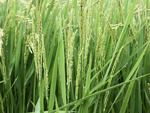 Oryza sativa