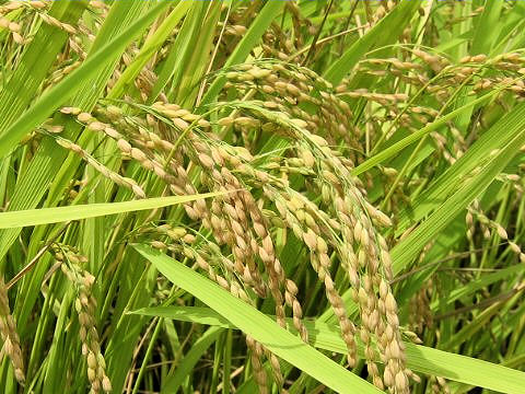 Oryza sativa