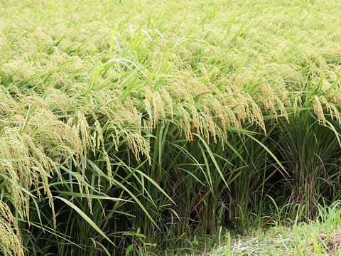 Oryza sativa