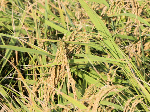 Oryza sativa