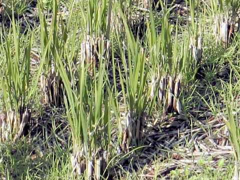 Oryza sativa