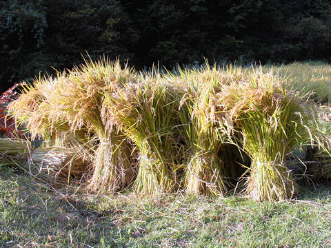 Oryza sativa