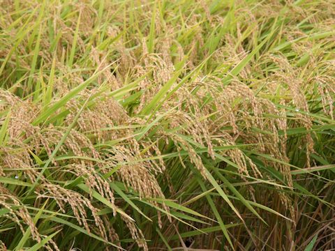 Oryza sativa