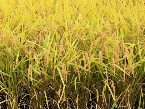 Oryza sativa