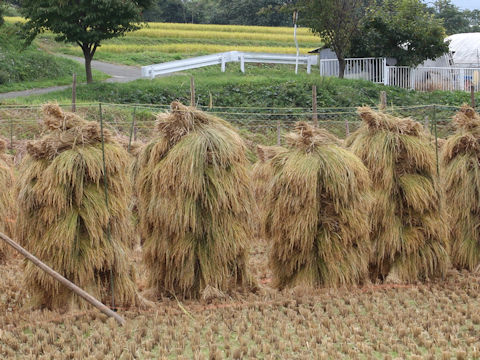 Oryza sativa