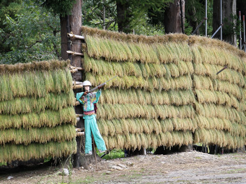 Oryza sativa