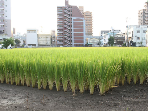 Oryza sativa