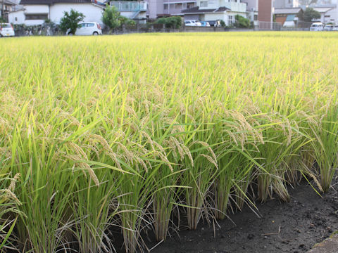 Oryza sativa