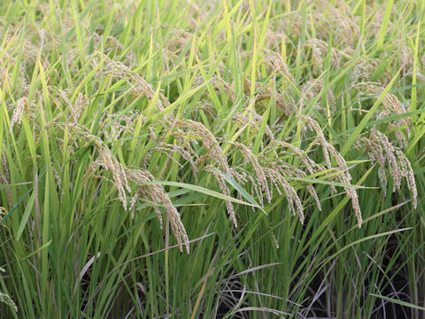 Oryza sativa