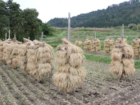 Oryza sativa