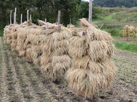 Oryza sativa