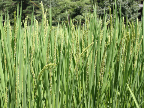 Oryza sativa