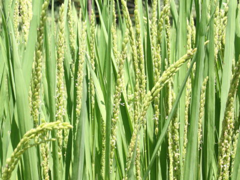 Oryza sativa