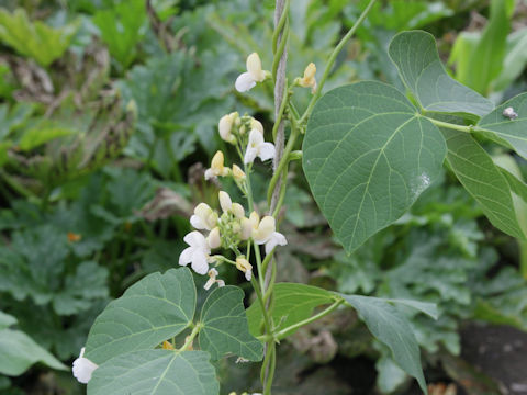 Phaseolus vulgaris