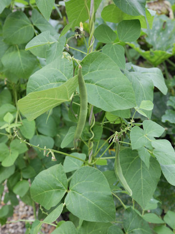 Phaseolus vulgaris