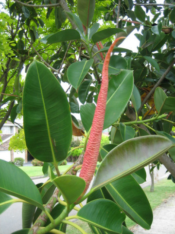 Ficus elastica