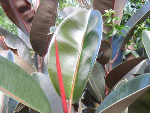 Ficus elastica