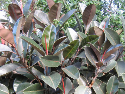 Ficus elastica