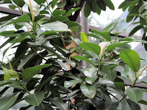 Ficus elastica