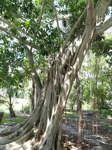 Ficus elastica