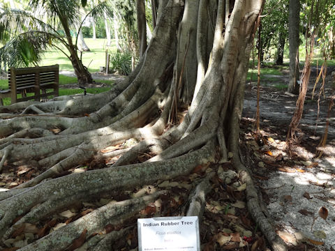 Ficus elastica