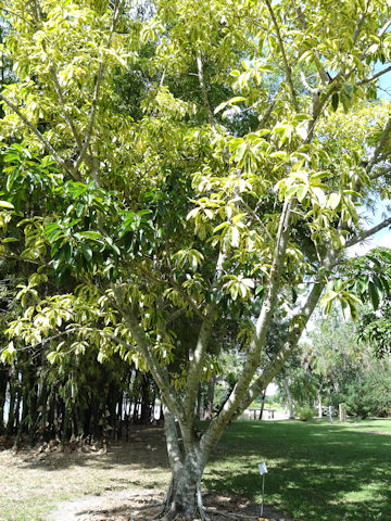 Ficus elastica cv. Variegata
