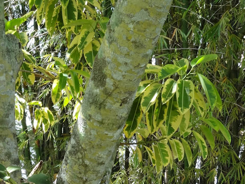 Ficus elastica cv. Variegata