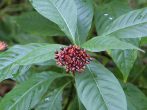 Rauwolfia serpentina