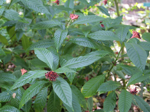 Rauwolfia serpentina