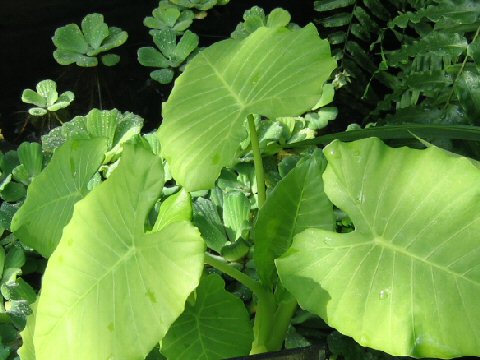 Alocasia macrorrhiza