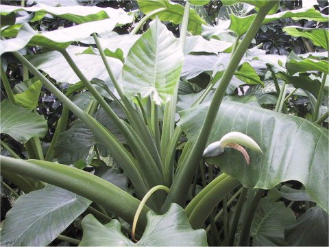 Alocasia macrorrhiza