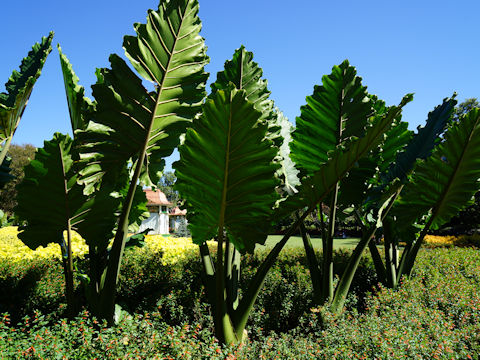 Alocasia macrorrhiza