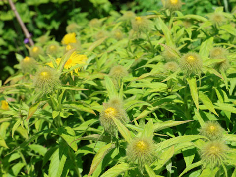 Inula hookeri