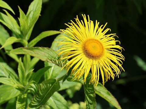 Inula hookeri