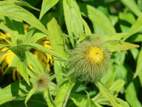 Inula hookeri