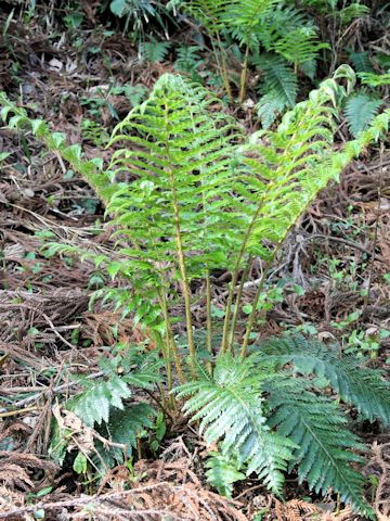 Polystichum polyblepharum