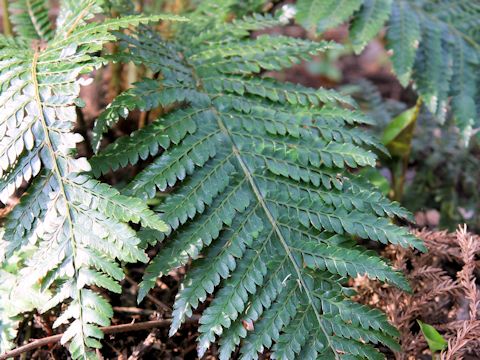 Polystichum polyblepharum