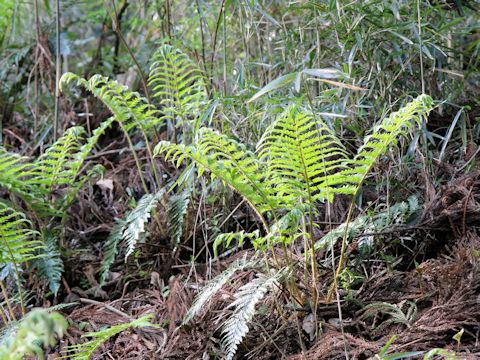 Polystichum polyblepharum