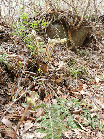 Polystichum polyblepharum