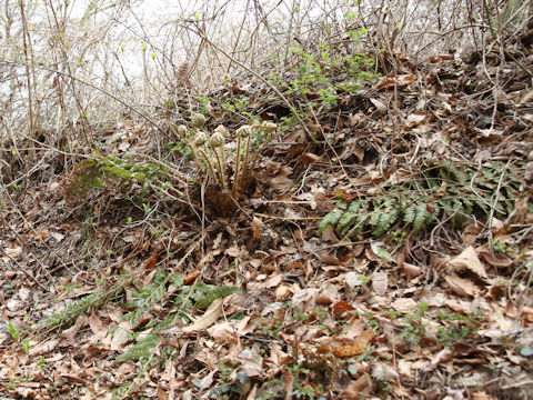 Polystichum polyblepharum