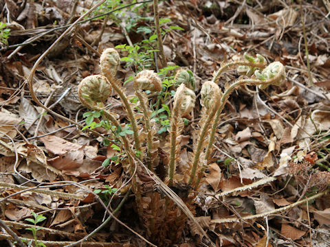 Polystichum polyblepharum