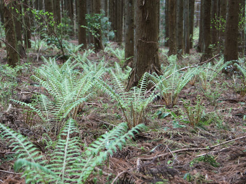 Polystichum polyblepharum