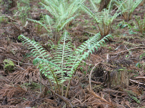 Polystichum polyblepharum