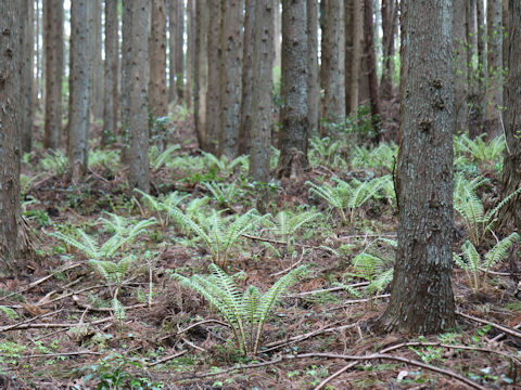 Polystichum polyblepharum