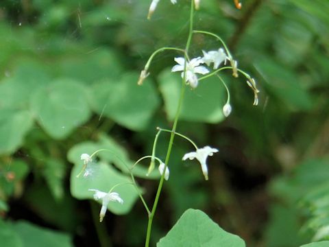 Vancouveria hexandra