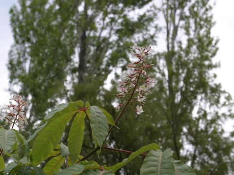 Aesculus indica