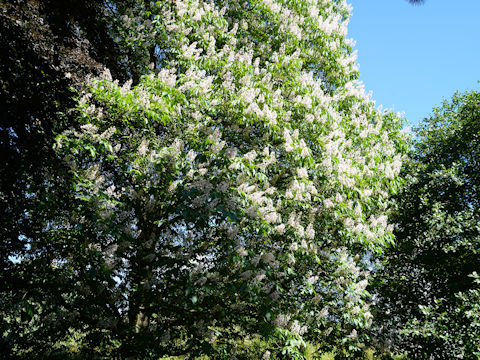 Aesculus indica