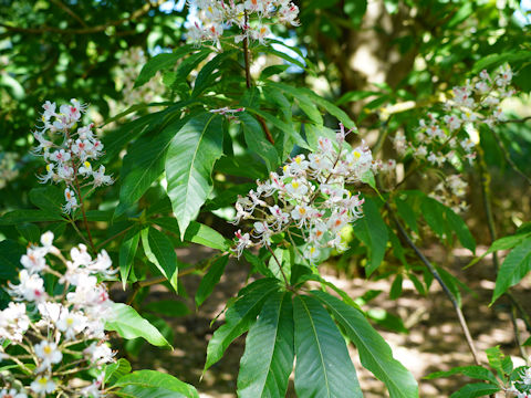 Aesculus indica