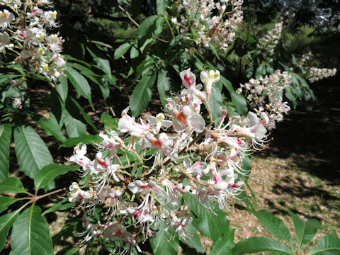 Aesculus indica